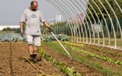 Analisi dei pozzi utilizzati in Fattoria